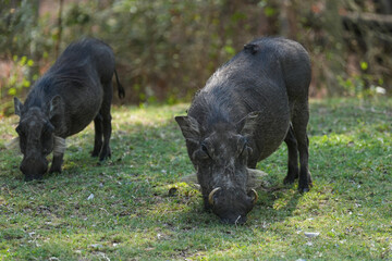 Warzenschweine unterwegs in der Wildnis in der Parkanlage eine Hotels