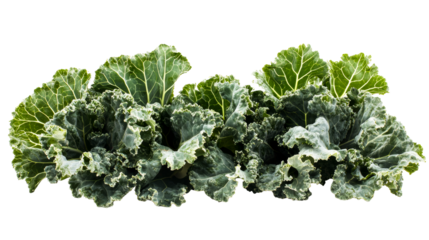 Fresh curly kale vegetable on black, cut out transparent