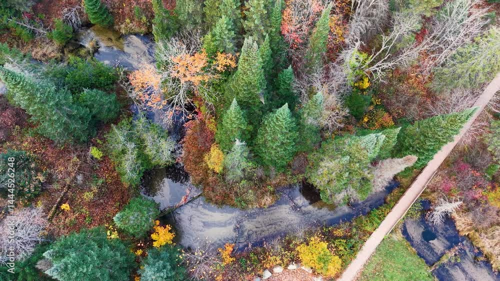 Poster drone top-down view of a vibrant forest stream surrounded by autumn foliage and conifer trees in mic