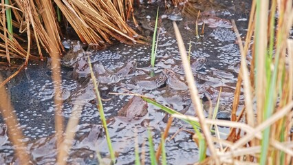 Frogs in Amplexus Swarming during Mating Breeding Season in Spawn Floating on Water Surface among Pond Shore Reeds 
