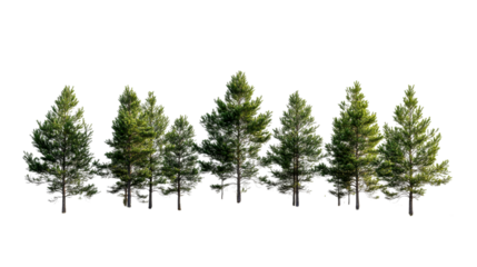 Pine forest on black background, cut out transparent