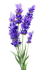 Fototapeta premium Watercolour illustration of blooming lavender flowers with green stems, isolated with transparent background