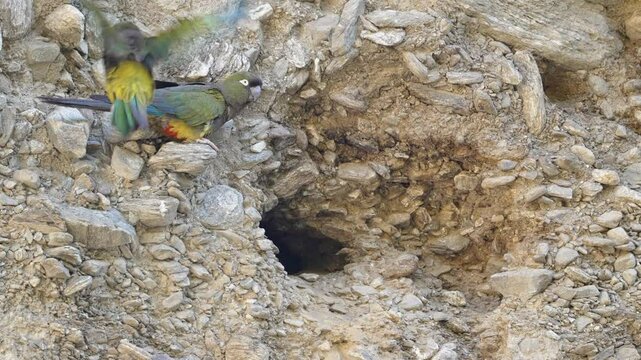 Colorful parrots in flight near their burrow in a rocky landscape