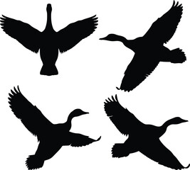 Silhouettes of flying ducks in black and white minimalist style – four dynamic duck outlines with spread wings, vector wildlife art, nature-inspired bird migration illustration 4K