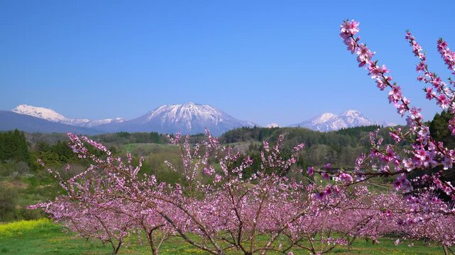春の丹霞郷に咲く桃の花