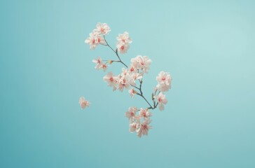 Fototapeta premium Sakura branch floating in the air with a clean baby