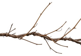 A close up of a bare branch with smaller twigs against a white background in horizontal view