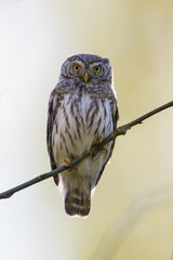 Eurasian pygmy owl on a branch at spring