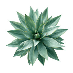 Succulent agave plant, top view isolated on transparent background