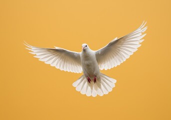 Fototapeta premium A white dove flying with its wings spread wide against a solid yellow colored background in a close up shot
