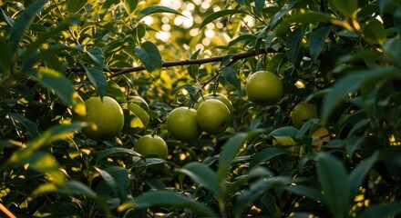 Green fruit ripening on a branch illuminated by sunlight