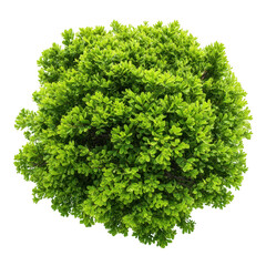 Green bush top view isolated on transparent background
