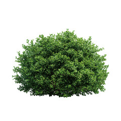 Round bush with small leaves isolated on transparent background
