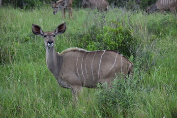 Kudu cow grazing in field