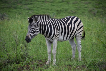 zebra eating grass in green field