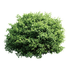 Round green bush plant isolated on transparent background