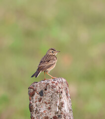 A lonely paddy field pipit perching on a wall.