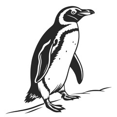 Magellanic Penguin Standing Isolated On White Background. Black And White Illustration