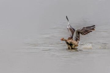 Goose Taking Off from Misty Water with Wings Spread