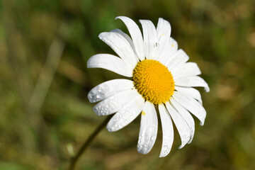 Fototapeta premium Geöffnete Blüte einer Margerite in Grossaufnahme mit Tautropfen auf den Blütenblättern