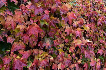 Dreispitzige Jungfernrebe in bunter Herbstfärbung an einer Wand