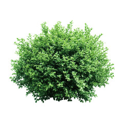 Green bush with tiny leaves isolated on transparent background
