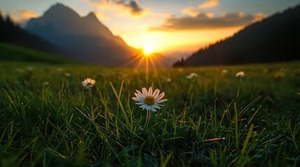 A beautiful sunrise over mountains with a grassy foreground and flowers