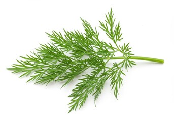 Fototapeta premium A sprig of fresh green dill with feathery leaves isolated on a plain white surface in a studio shot