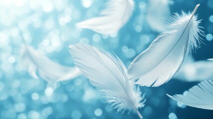 Naklejka premium Delicate white feathers floating in a light blue background.