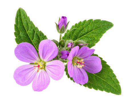 Myrtle-leaf milkwort, polygala myrtifolia, flowers isolated on white, clipping path 