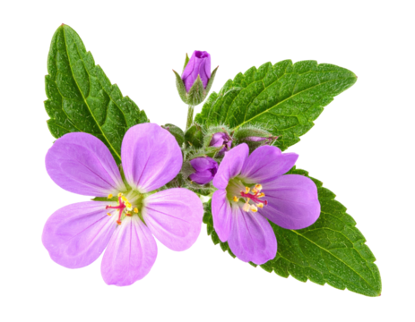 Myrtle-leaf milkwort, polygala myrtifolia, flowers isolated on white, clipping path 