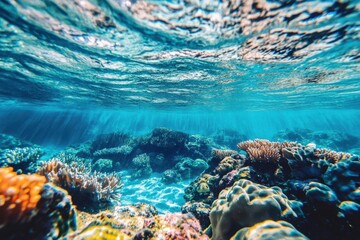 Obraz premium Explore the clear blue waters revealing vibrant coral reefs and marine life in Barri, Clean blue water of underwater marine life of Barrier Reef in Australia