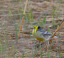 The citrine wagtail is a small songbird in the family Motacillidae.