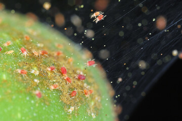 Tetranychus urticae (common names include red spider mite and two-spotted spider mite) is a species...