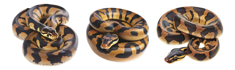 Fototapeta premium Coiled yellow and black patterned snake, isolated on white transparent background, reptiles or wildlife, symbolizing Chinese Lunar New year