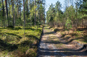 Path in the forest on sunny summer day in Latvia .