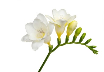 Obraz premium A close up view of a white freesia flower with buds on a white background in bright lighting