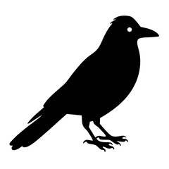 Black Silhouette of a Crow Bird Illustration Graphic Design