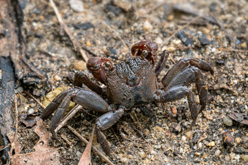 Singapore Vinegar Crab - Episesarma singaporense, beautiful red legged vinegar crab from Southeast Asian mangrove forests and swamps, Singapore.