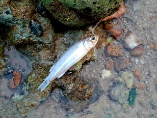 A fish is dead and floating