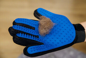 A glove for combing wool. Cat hair on the glove surface. A massage accessory for animals.