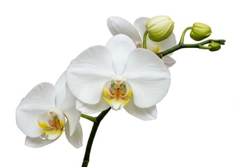 A close up shot of a branch of white orchids with buds against a plain white background in bright light