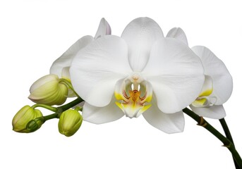 A close up of a white orchid flower with buds on a stem against a white background image here now