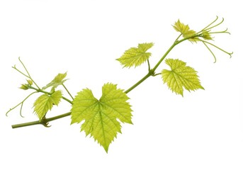 Fototapeta premium A close up view of a grape vine branch with green leaves and tendrils on a white background studio shot