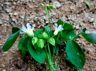 Unique and beautiful mini star fruit and flowers
