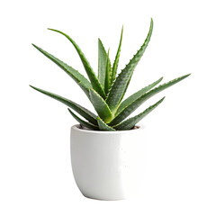Aloe Vera Plant in White Pot Succulent Houseplant isolated on transparent background