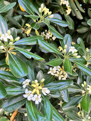 yellow and white flowers
