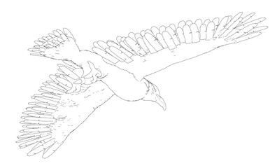 A Eagle bird is flying in the sky. The bird is white and black.