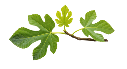 Common Fig Tree Branch Green Leaves Isolated on White Background Ficus Carica Cutout Foliage Plant PNG
