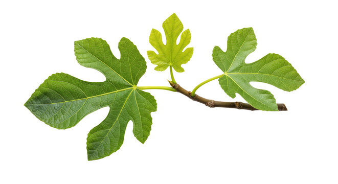 Common Fig Tree Branch Green Leaves Isolated on White Background Ficus Carica Cutout Foliage Plant PNG